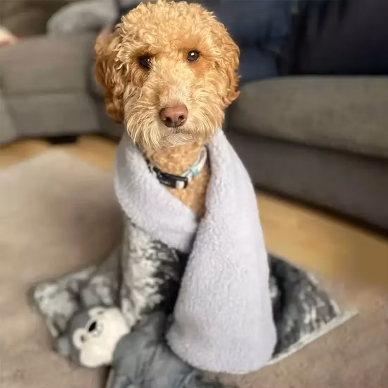 Coperte per animali Flourish a basso MOQ Morbido peluche protegge le sedie del divano Letto Coperta per cani lavabile in lavatrice