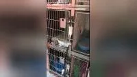 Porta per ossigeno per gabbie per animali domestici in acciaio inossidabile 304 della clinica veterinaria